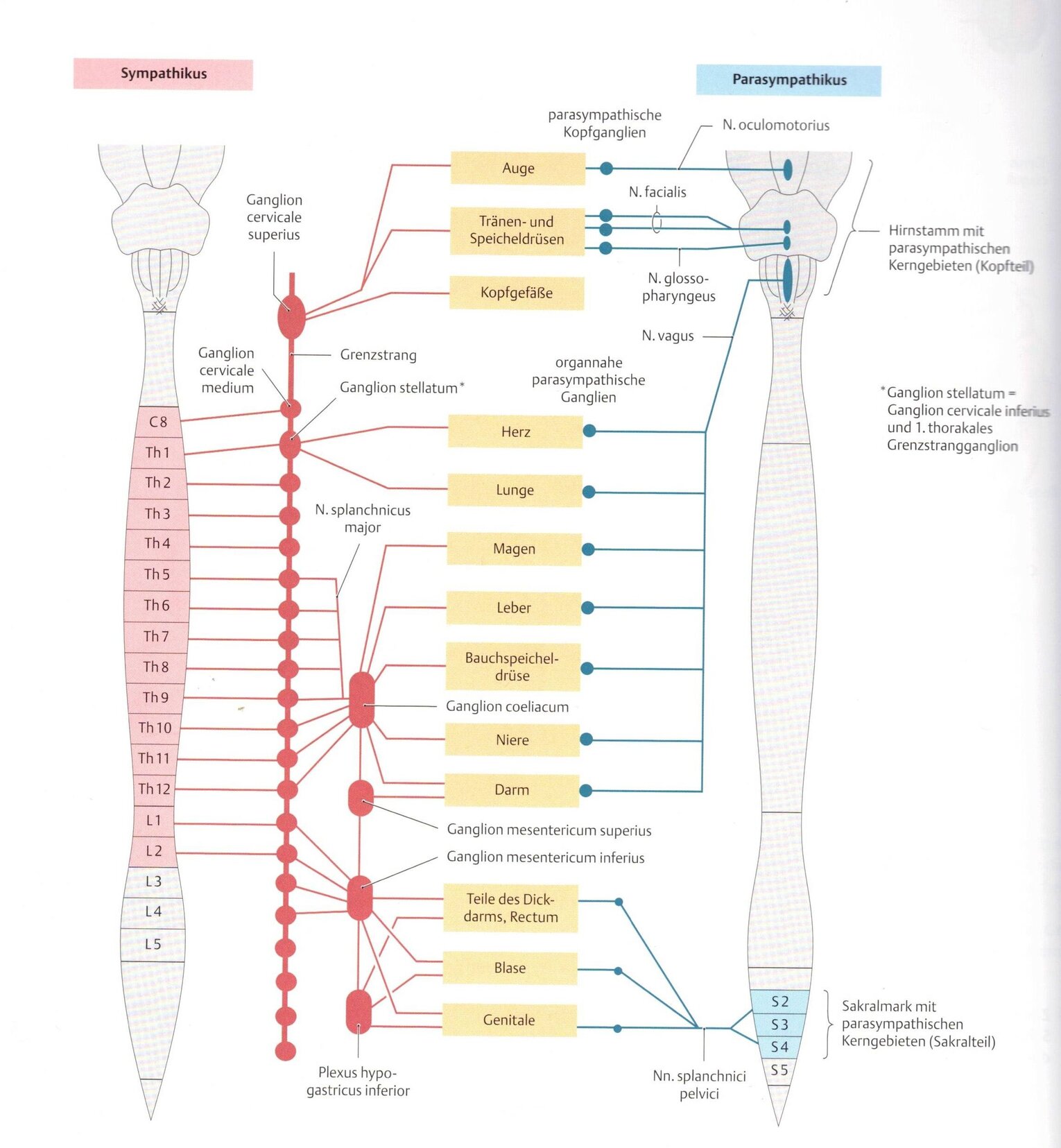 parasympatikus-sympatikus Schematische Darstellung des Sympathikus- und Parasympathikusnervensystems mit Ursprung, Ganglien und Zielorganen wie Auge, Herz, Lunge, Magen, Leber, Nieren, Darm, Blase und Genitalien. Verbindungen zwischen Rückenmarksegmenten und parasympathischen Hirnnerven sind ebenfalls dargestellt.