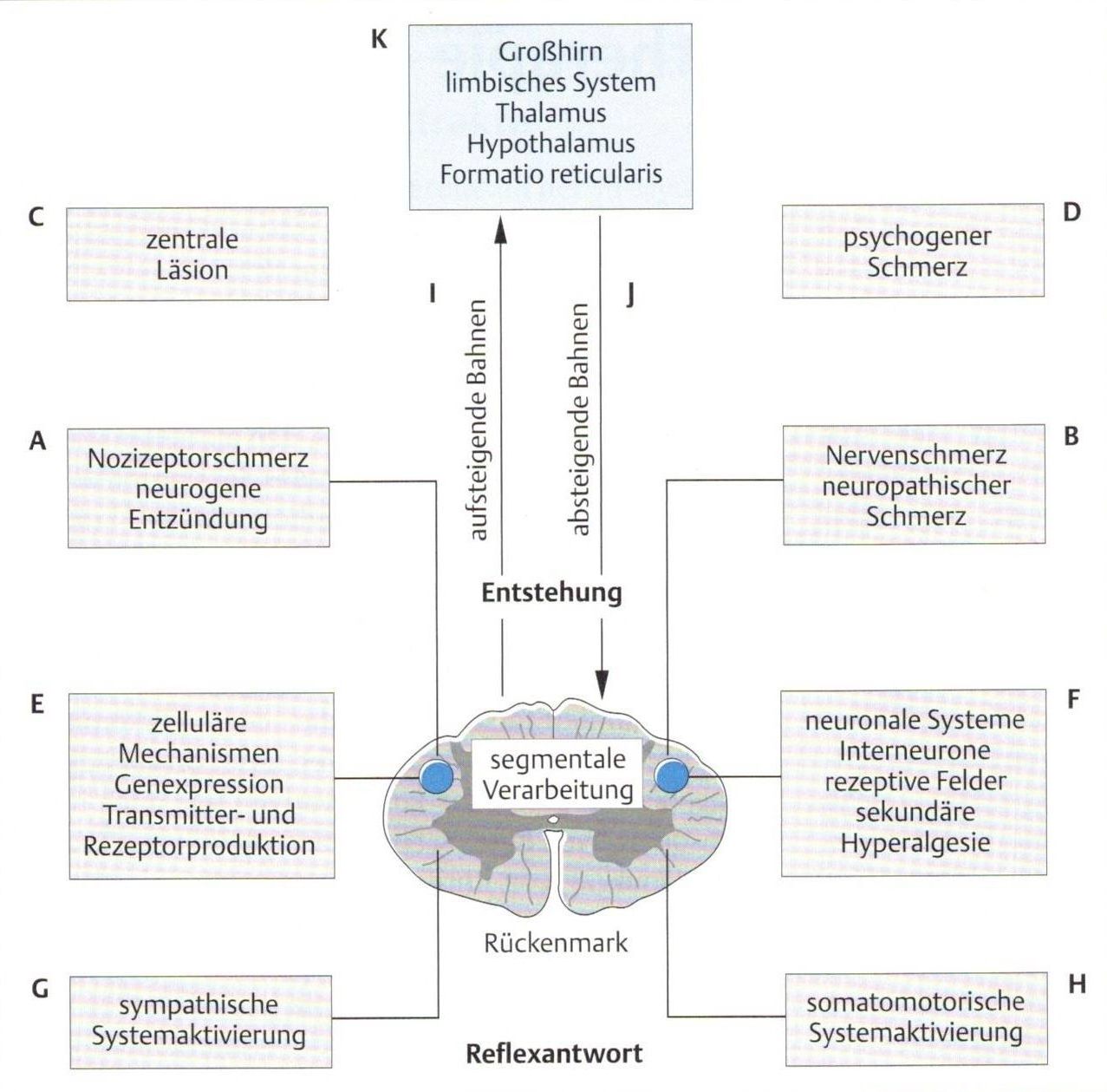 Schmerzschema Schema der schmerzphysiologischen Verarbeitung im Rückenmark mit aufsteigenden und absteigenden Bahnen, verschiedenen Schmerzarten, zellulären Mechanismen und systemischen Reaktionen.